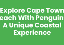 Explore Cape Town Beach With Penguins: A Unique Coastal Experience