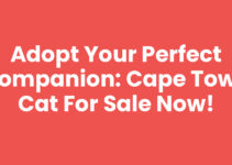 Adopt Your Perfect Companion: Cape Town Cat For Sale Now!