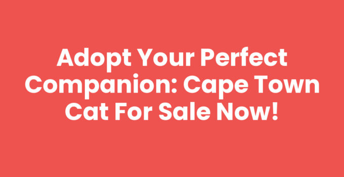 Beautiful Cape Town cat for sale looking for a new home