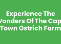 Experience the Wonders of the Cape Town Ostrich Farm