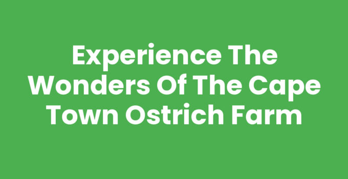 Visitors enjoying the attractions at Cape Town Ostrich Farm