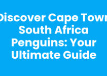 Discover Cape Town South Africa Penguins: Your Ultimate Guide Discover Cape Town South Africa Penguins: Your Ultimate Guide