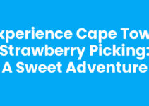 Experience Cape Town Strawberry Picking: A Sweet Adventure