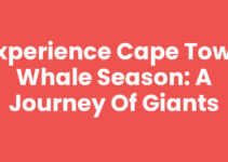 Experience Cape Town Whale Season: A Journey of Giants