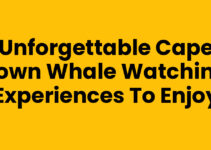 Unforgettable Cape Town Whale Watching Experiences to Enjoy