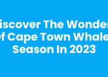 Discover the Wonders of Cape Town Whales Season in 2023