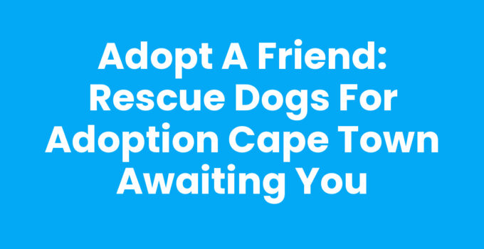 Rescue Dogs For Adoption Cape Town looking for a forever home