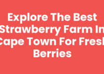 Explore the Best Strawberry Farm In Cape Town for Fresh Berries