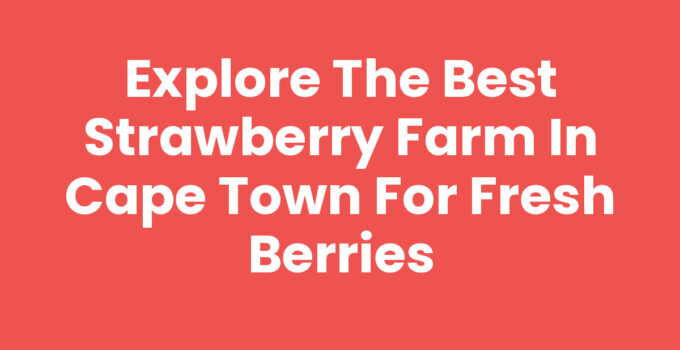 Strawberry Farm In Cape Town with ripe strawberries ready for picking