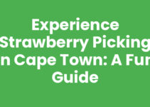 Experience Strawberry Picking in Cape Town: A Fun Guide