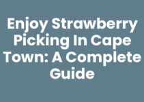 Enjoy Strawberry Picking In Cape Town: A Complete Guide