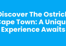 Discover The Ostrich Cape Town: A Unique Experience Awaits