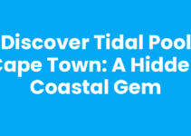 Discover Tidal Pool Cape Town: A Hidden Coastal Gem