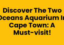 Discover the Two Oceans Aquarium In Cape Town: A Must-Visit!